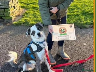 Mixed Breed dogs - Advert 4
