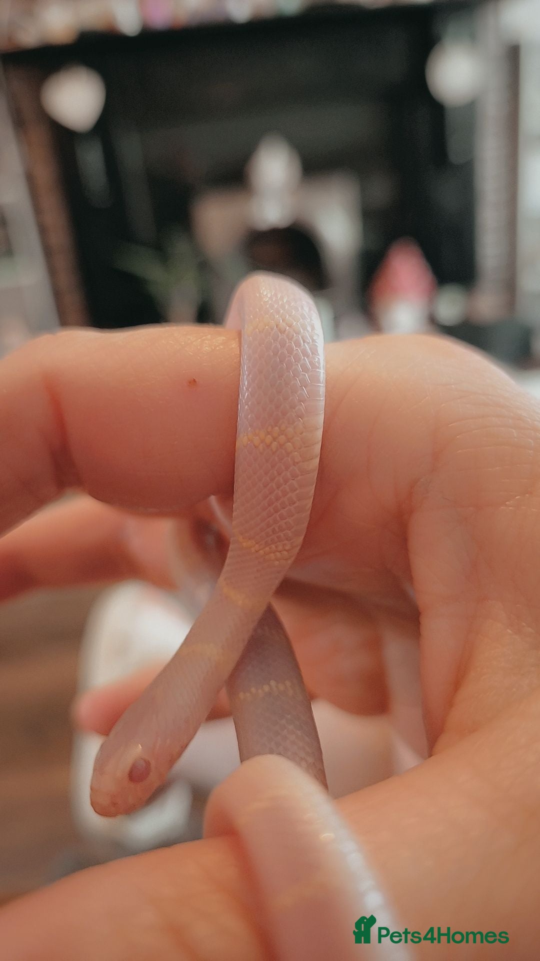 King Snake reptiles Albino california king snake - Advert 1