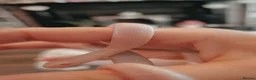 King Snake reptiles for sale: Albino california king snake in Crewe - Advert 1