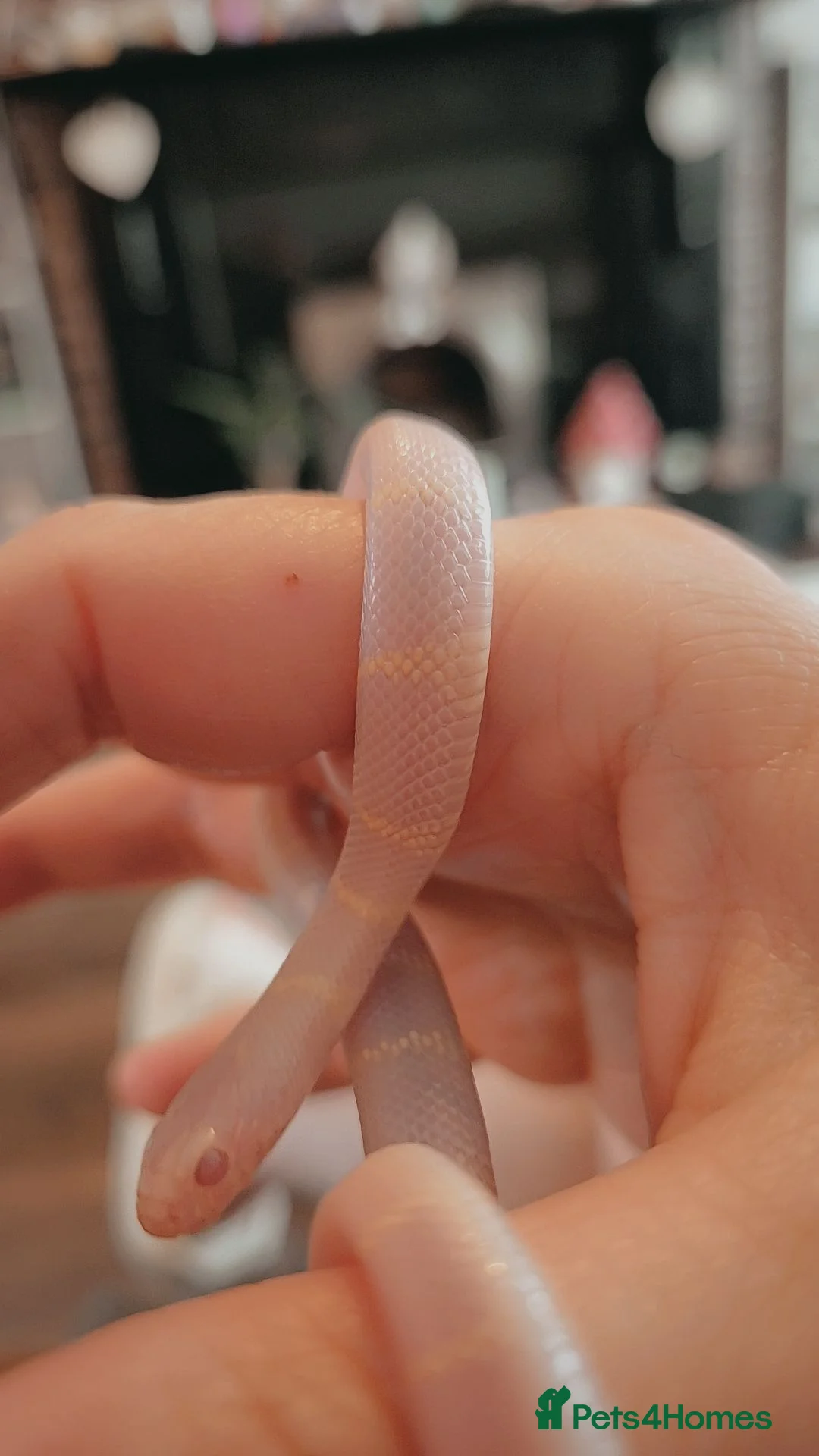 King Snake reptiles for sale: Albino california king snake in Crewe - Advert 1