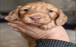 Miniature Dachshund dogs for sale: Lovely coat miniature Dachshund puppies - Image 4