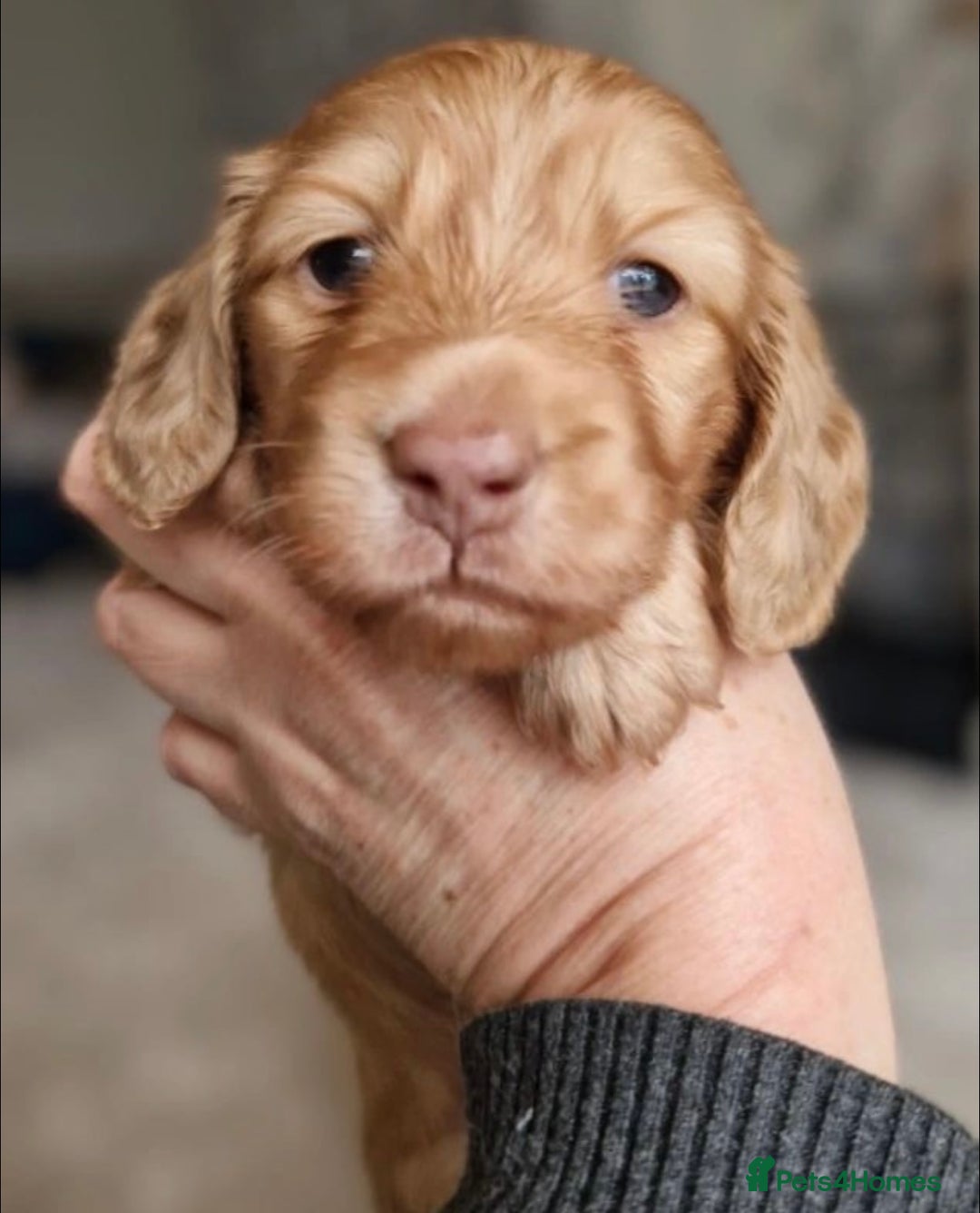 Miniature Dachshund dogs for sale: Lovely coat miniature Dachshund puppies - Image 4