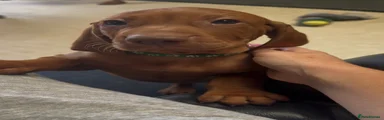 Hungarian Vizsla 1
