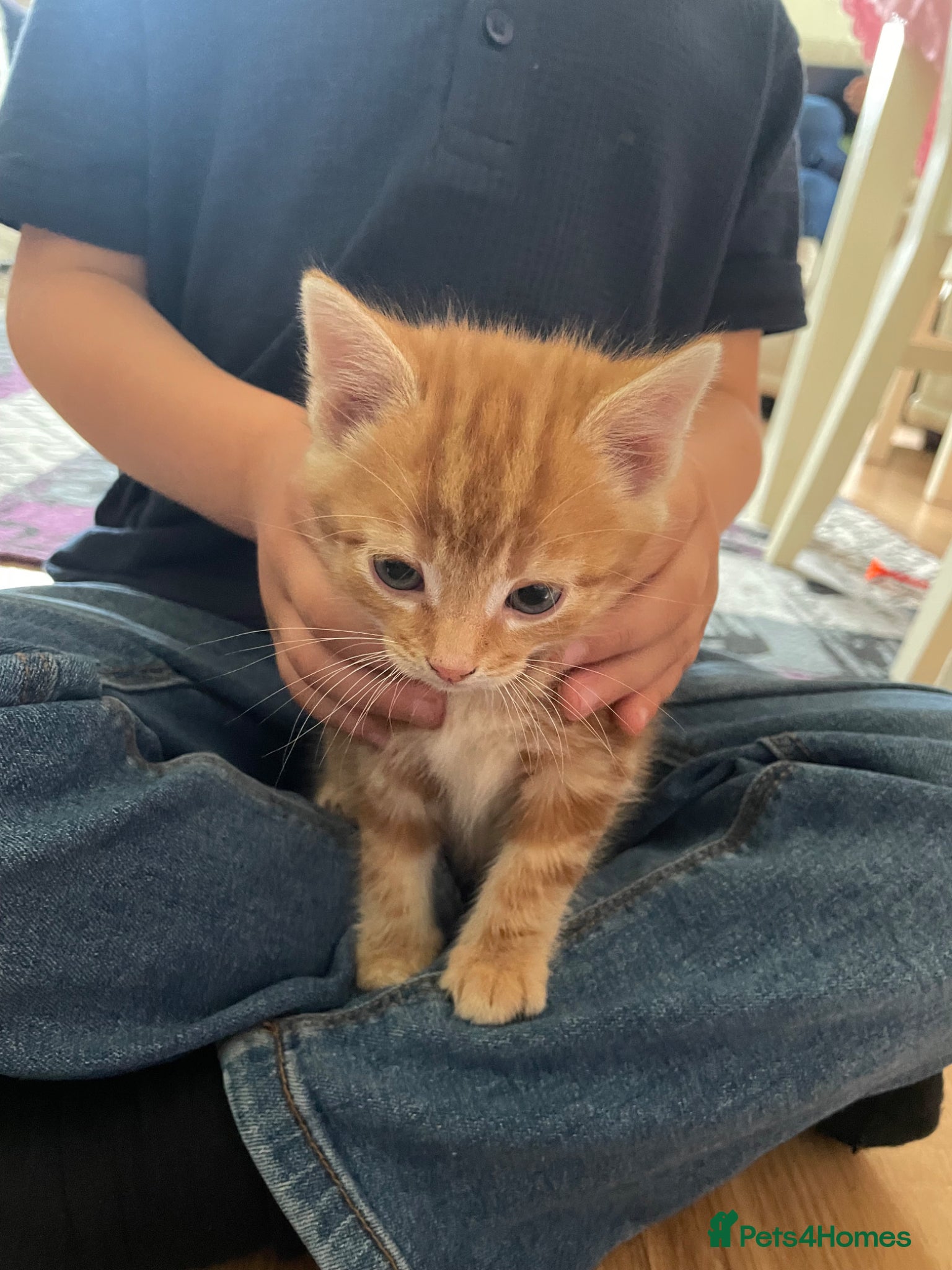 Domestic Shorthair cats 3 playful male kittens  - Advert 1