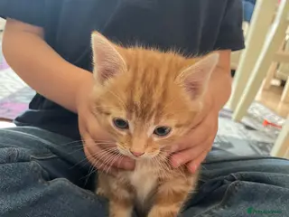 Domestic Shorthair cats 3 playful male kittens - Advert 10