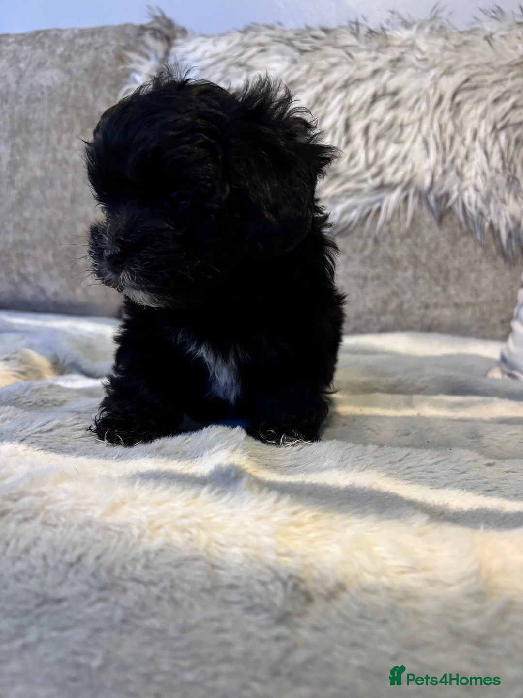 Maltipoo dogs for sale: Beautiful little maltipoo  - Advert 29