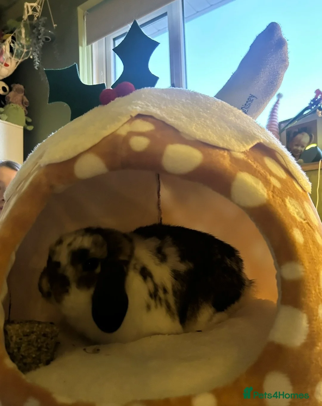 Mini Lop rabbits for sale: 1 and half year old mini lop - Advert 3