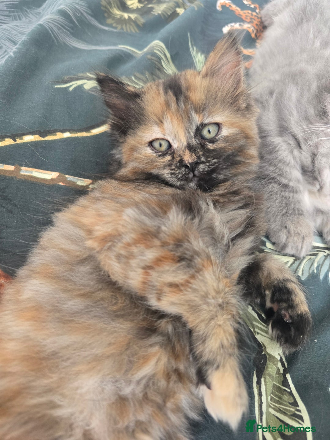 Ragdoll cats for sale: Ragdoll cross kittens - Image 7
