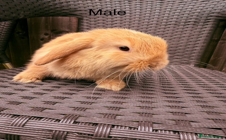Mini Lop rabbits - Advert 5