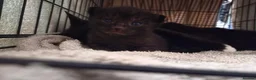 Mixed Breed cats for sale: 4 beautiful kittens (unsure of sex currently)  in Boston - Advert 8
