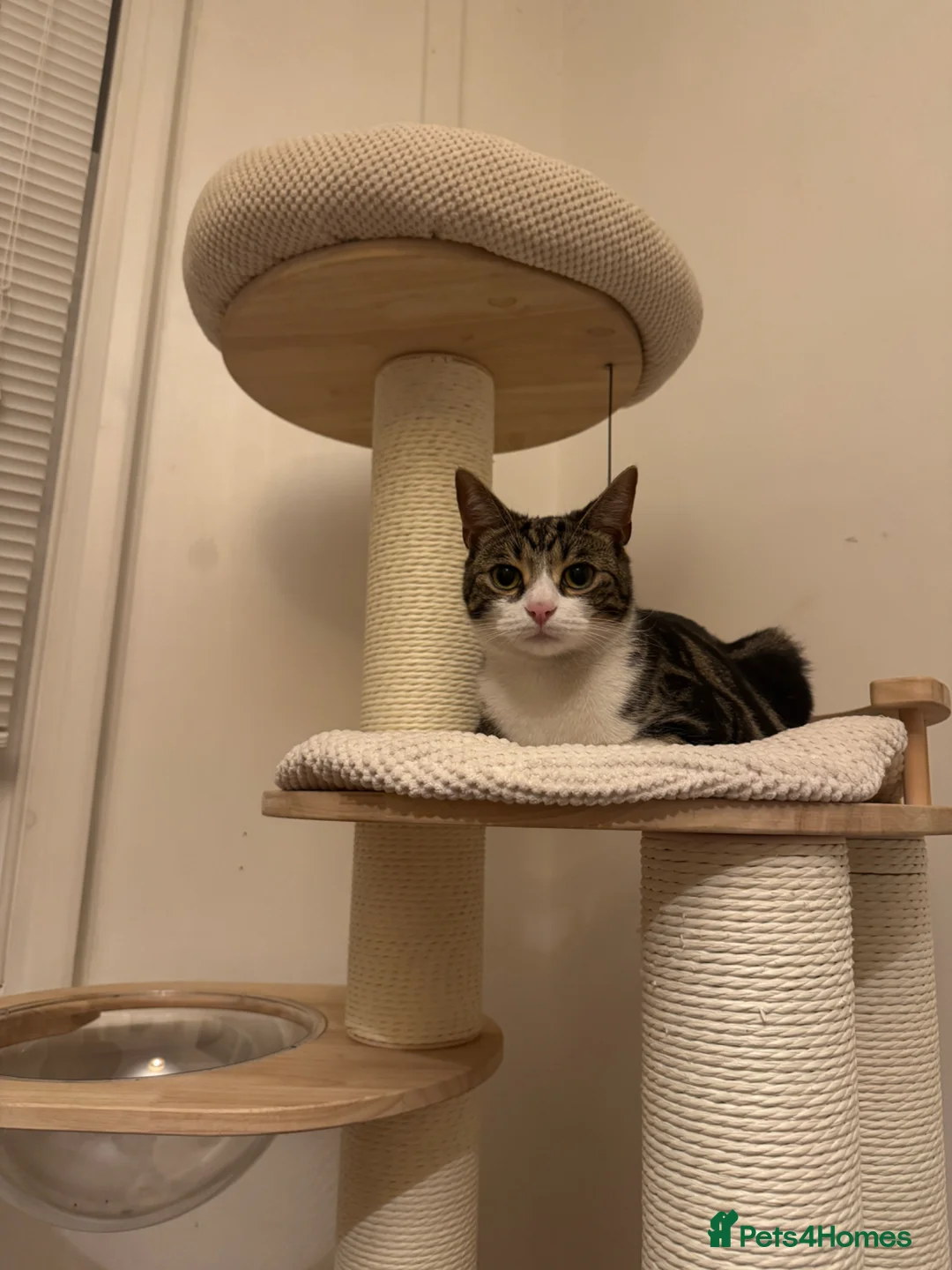 Mixed Breed cats for sale: Sadly I have to rehome my boy - Advert 6