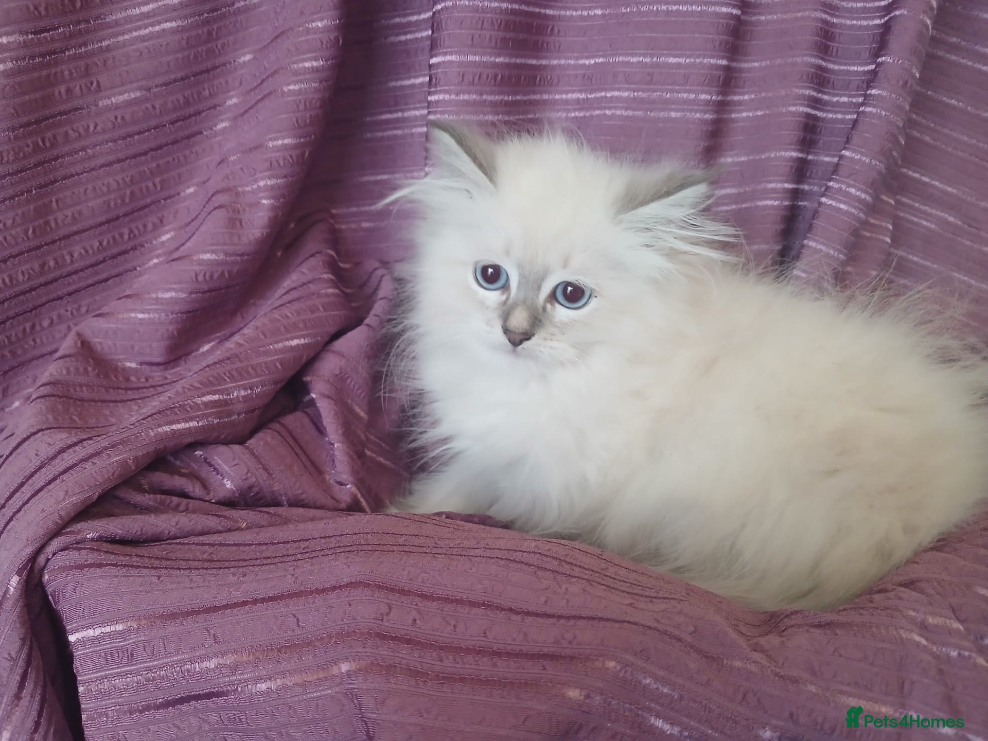 Siberian cats Pure Siberian Kittens - Advert 2