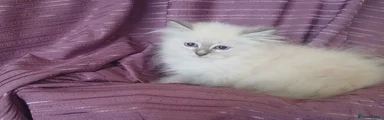 Siberian 1