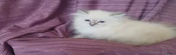 Siberian cats for sale: Pure Siberian Kittens - Advert 2