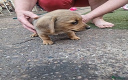 Mixed Breed dogs for sale: mixed breed 4 boys and 2 girls - Image 15