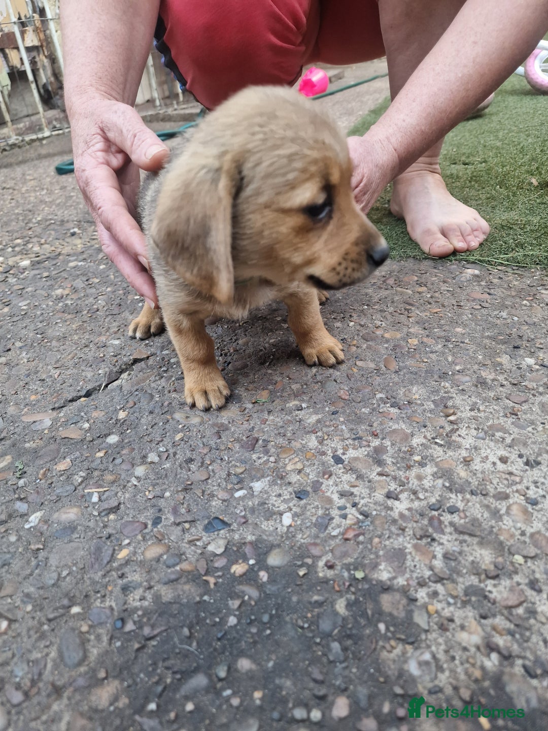 Mixed Breed dogs for sale: mixed breed 4 boys and 2 girls - Image 15