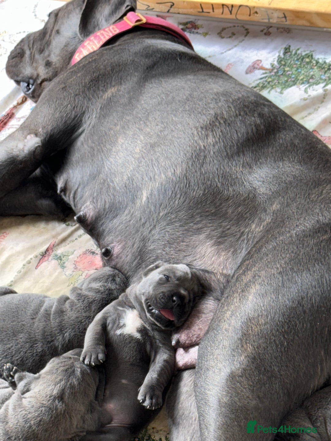 Cane Corso dogs for sale: Cane corso puppies  - Image 13