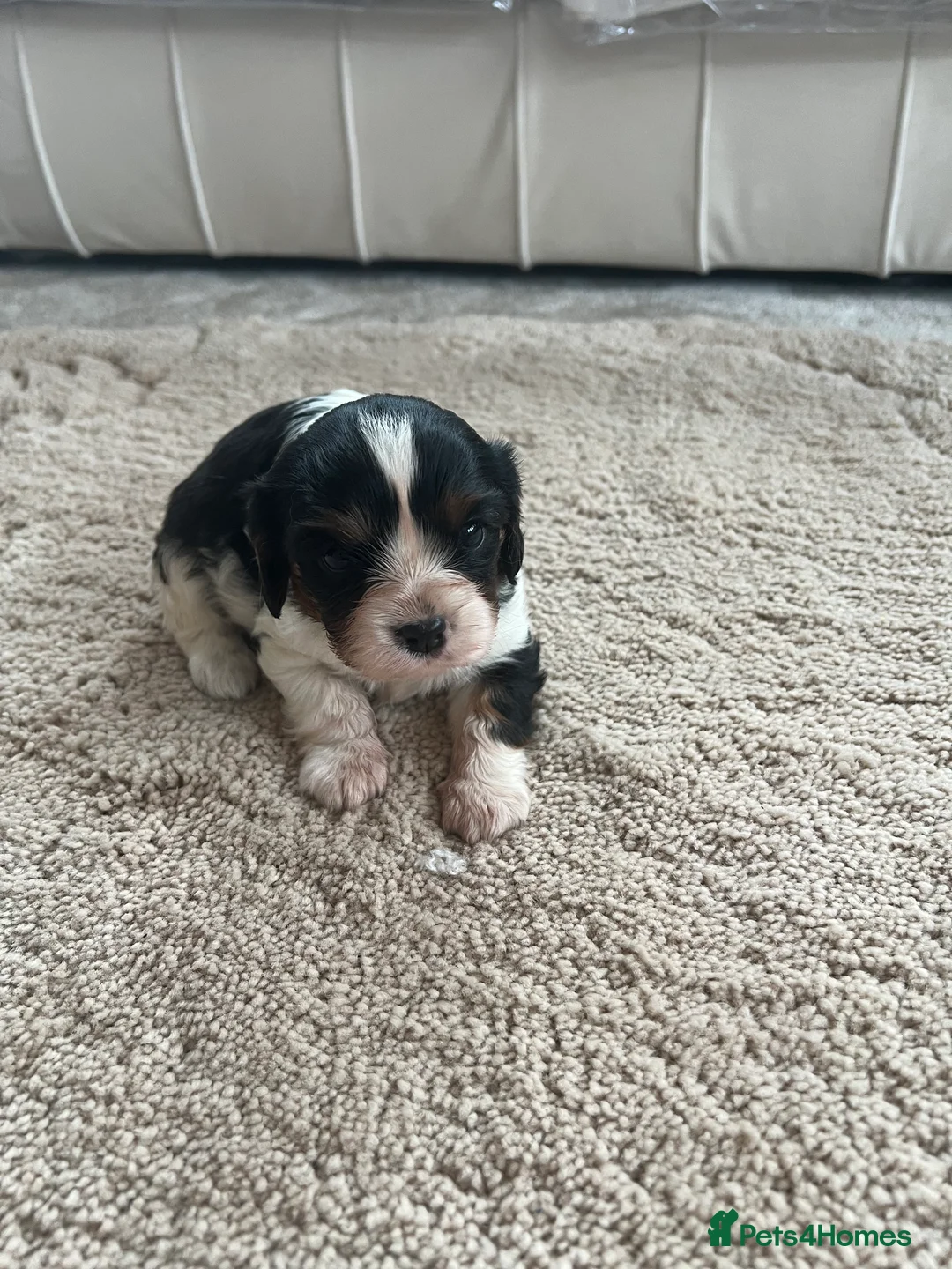 Cavalier King Charles Spaniel dogs for sale: cavalier King Charles spaniel puppy  - Advert 5
