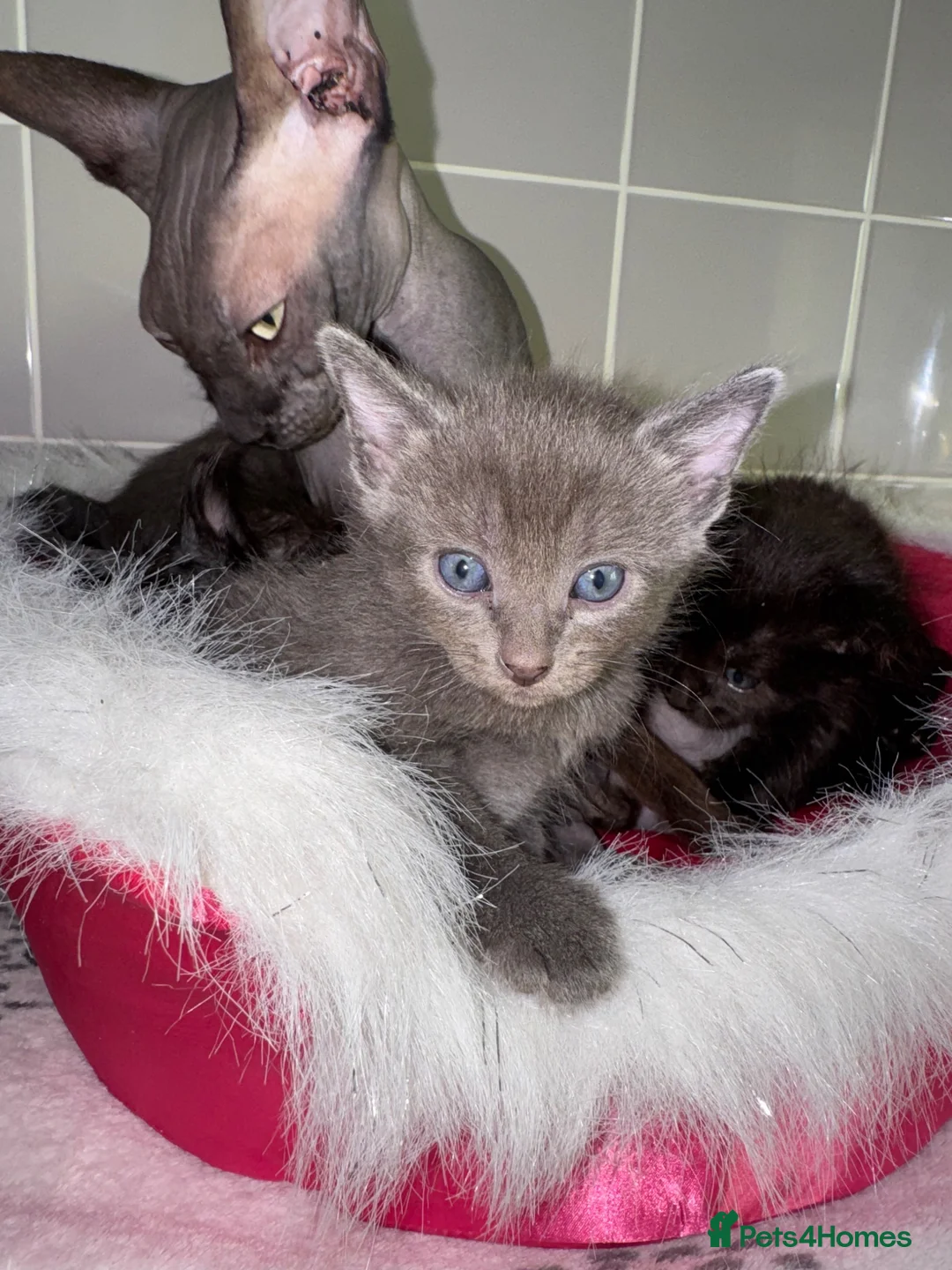 Sphynx cats for sale: Sphynx mix kittens  - Advert 12