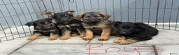 German Shepherd dogs for sale: German shepherd pups  in Dereham - Advert 8