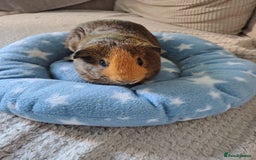 Guinea Pig rodents for sale: 3 Female Guinea Pigs  - Image 4