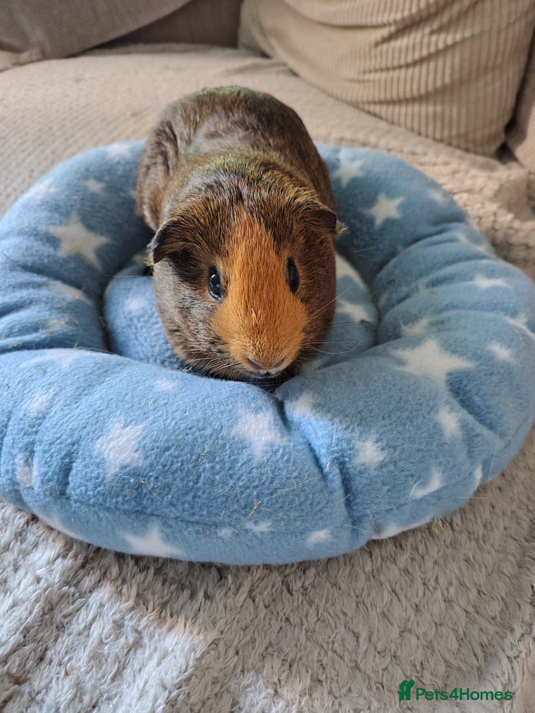 Guinea Pig rodents for sale: 3 Female Guinea Pigs  - Image 4