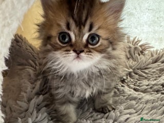 Persian cats Golden Shaded Persian Teddy Bear Boy £750Ready Now - Advert 5