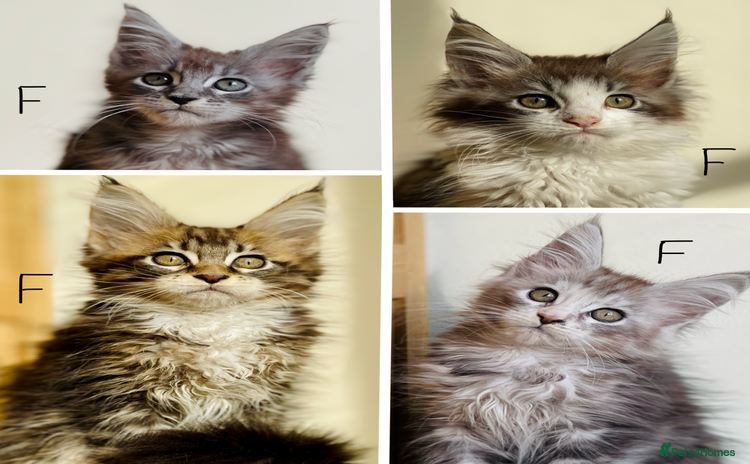 Maine Coon cats - Advert 1