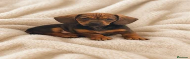 Miniature Dachshund Puppy 5