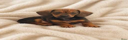 Miniature Dachshund dogs for sale: Lovely litter of 5 Miniature Dachshunds  - Advert 2