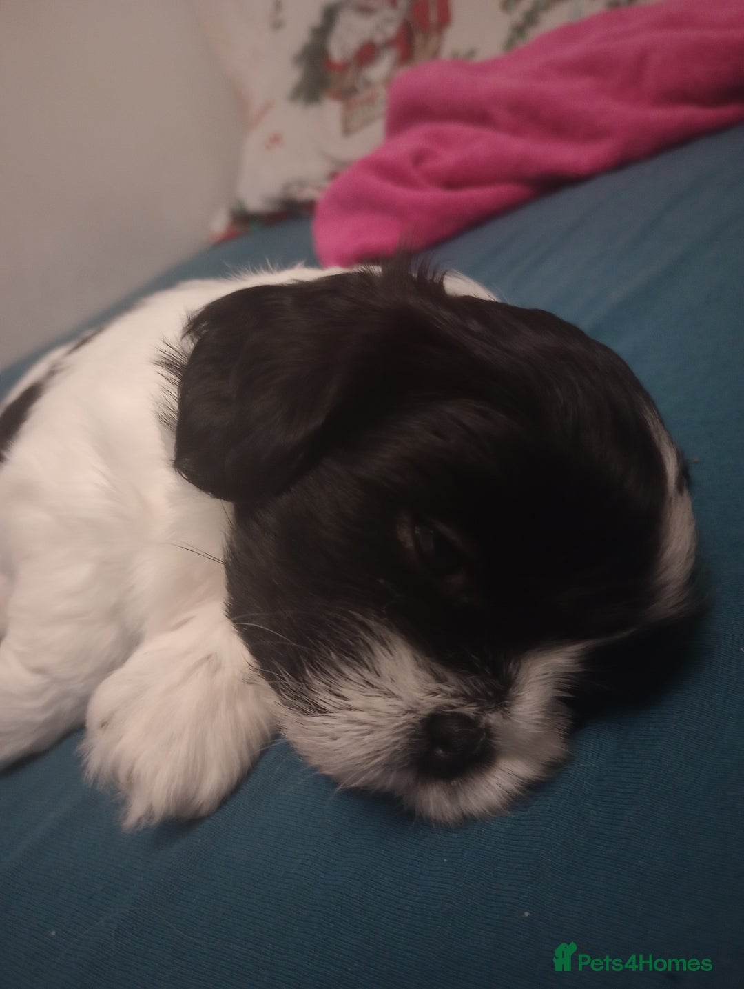 Shih Tzu dogs for sale: Adorable shih-tzu puppies - Advert 22