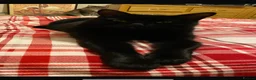 Domestic Shorthair cats for sale: Miss mac - Advert 4