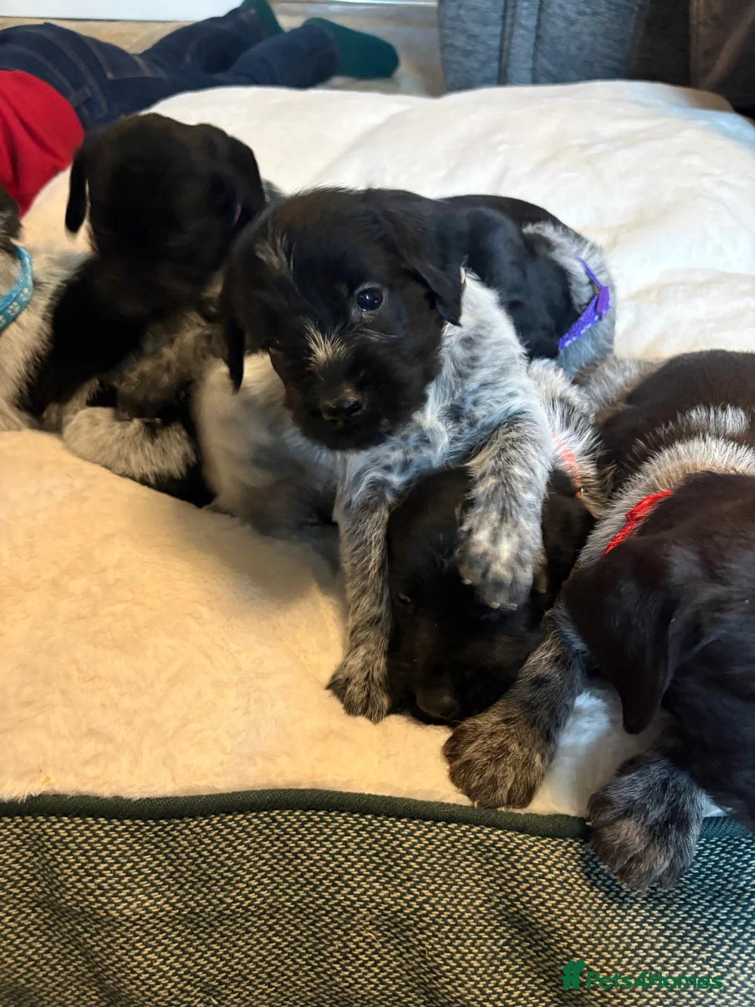 German Wirehaired Pointer dogs for sale: German wiredhaired pointer pups  - Advert 3