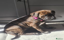 Staffordshire Bull Terrier dogs for sale: Female blue brindle staff pup - Image 1