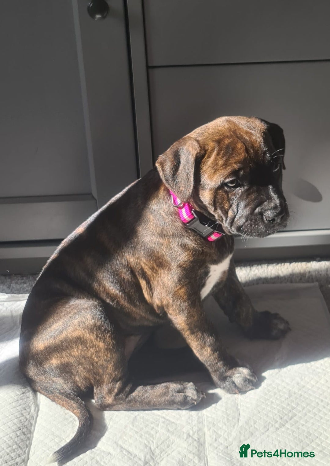Staffordshire Bull Terrier dogs for sale: Female blue brindle staff pup - Image 1