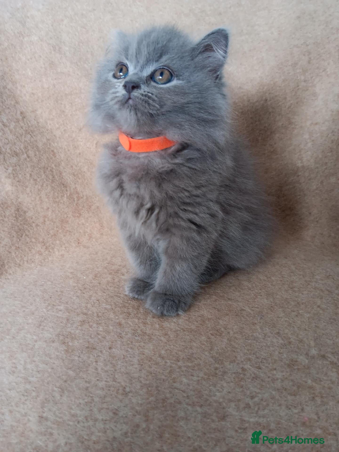 British Shorthair cats Stunning blue pedigree kittens TICA registered  - Advert 1