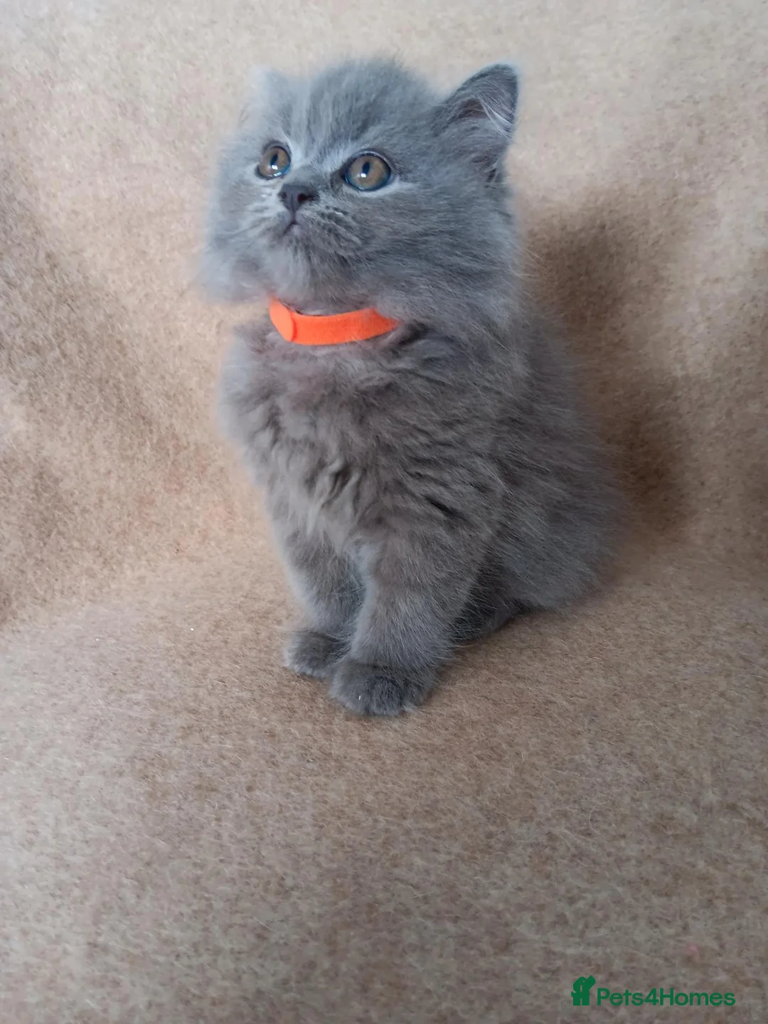 British Shorthair cats for sale: Stunning blue pedigree kittens TICA registered  - Advert 1