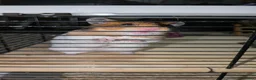 Hamster rodents for sale: Female Syrian Hamster with cage - Advert 2