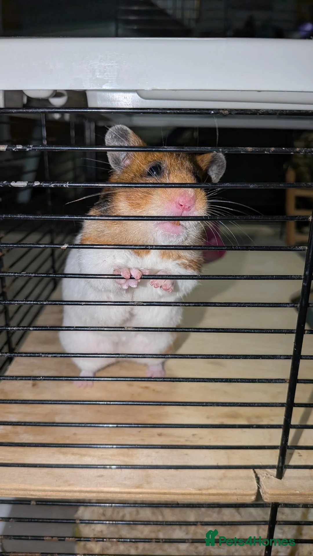 Hamster rodents for sale: Female Syrian Hamster with cage - Advert 2