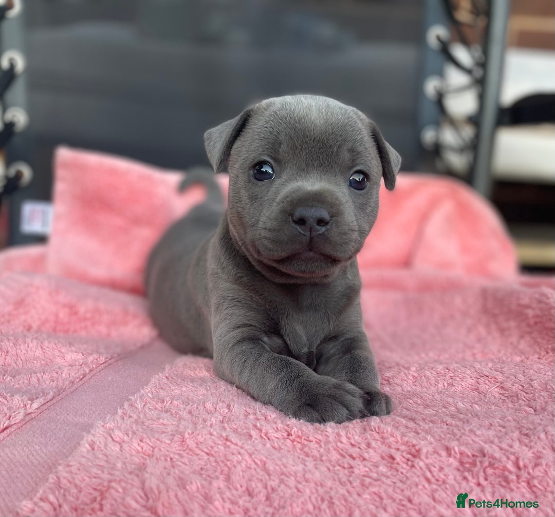 Bull Terrier Blue Staffy Cross Pitbull Pit Bull Blue Staffy Cross