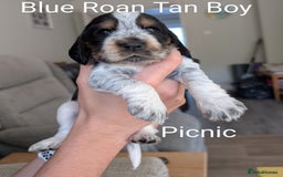 Cocker Spaniel dogs for sale: KC Show Cocker Spaniel pups  - Image 2