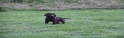 Cocker Spaniel dogs for sale: Gorgeous KC Reg Cocker Spaniels for Forever Homes - Advert 8