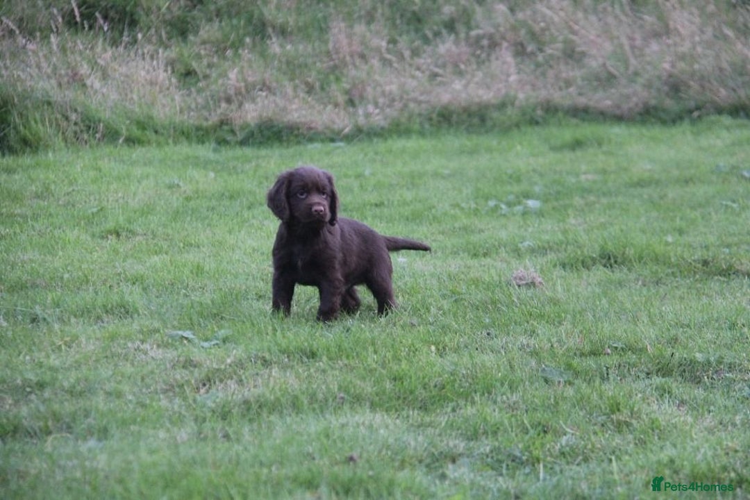 Cocker Spaniel dogs for sale: Gorgeous KC Reg Cocker Spaniels for Forever Homes - Advert 8
