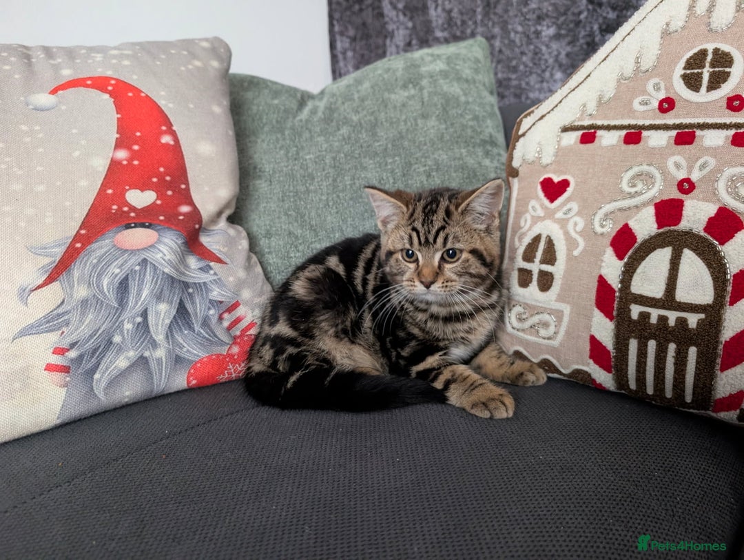 Ragdoll cats for sale: Ragdoll x BSH/MaineCoon kittens  - Advert 7