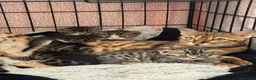 Mixed Breed cats for sale: Bingo Cross Bengal, Maine coon in Holt - Advert 1