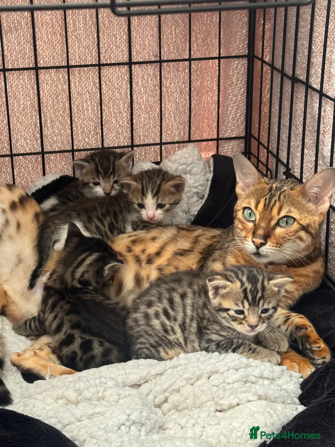 Mixed Breed cats for sale: Bingo Cross Bengal, Maine coon in Holt - Advert 1
