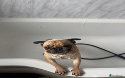Pug dogs for sale: Pug- Paisley - Image 2