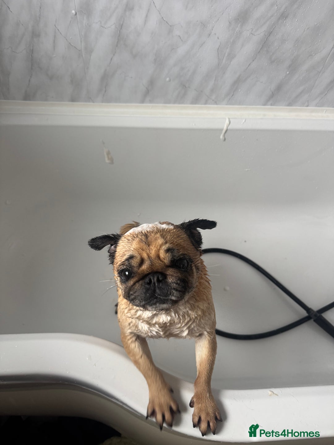Pug dogs for sale: Pug- Paisley - Image 2