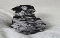 Miniature Poodle dogs for sale: SMALL SIZE MINIATURE PUPPIES RARE COLOUR DNA TEST - Image 7