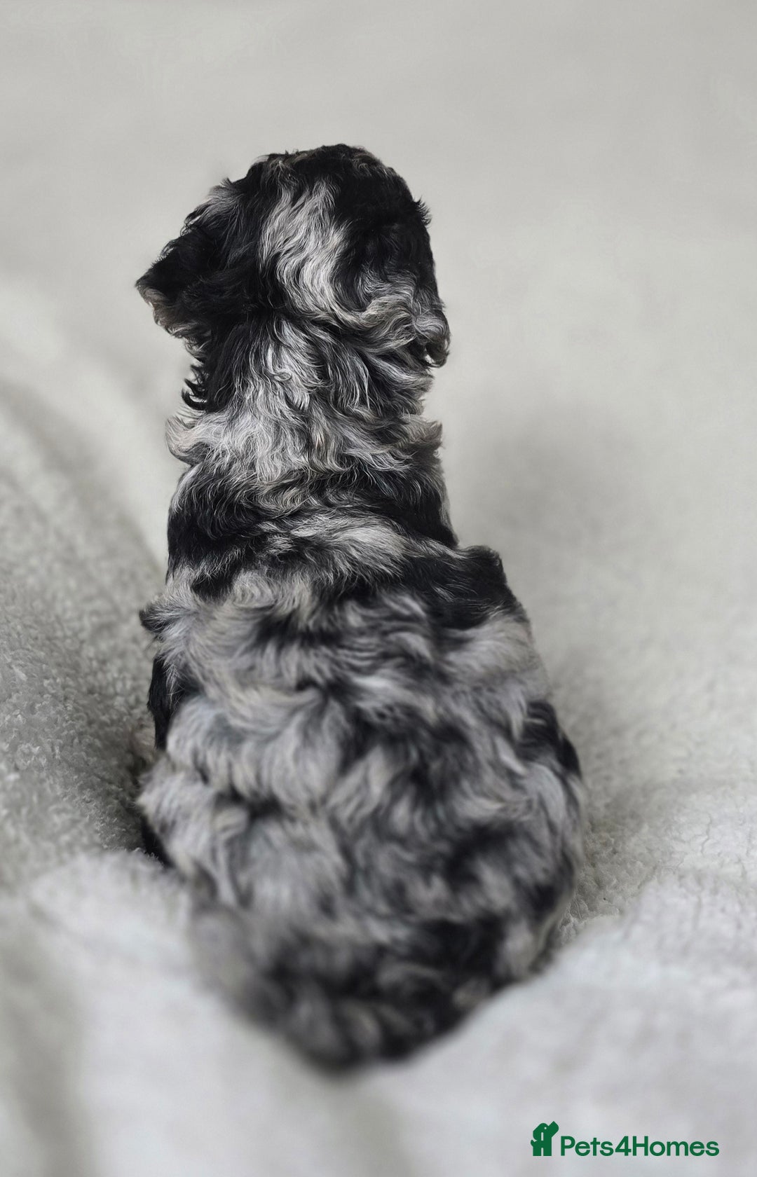 Miniature Poodle dogs for sale: SMALL SIZE MINIATURE PUPPIES RARE COLOUR DNA TEST - Image 7